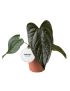 Anthurium ‘Queen of Hearts’