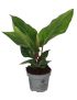 Anthurium affine RENAISSANCE