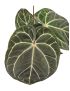 Anthurium crystallinum 'Karma Crystal' Compact