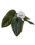 Anthurium Luxurians x Radicans