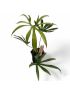 Anthurium pedatoradiatum 'Fingers'