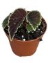 Begonia darthvaderiana 'Green Spots'