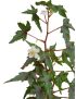 Begonia dregei
