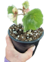 Begonia kellermanii