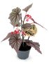 Begonia maculata 'Ashura'