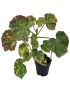 Begonia manicata ‘Aureomaculata’