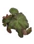 Begonia 'Boomer'