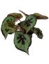 Begonia masoniana 'Mountain'