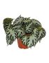 Begonia Silver Jewel