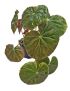 Begonia × erythrophylla