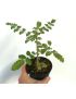 Boswellia sacra