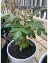 Boswellia ameero