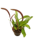 Bulbophyllum falcatum