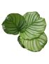 Calathea orbifolia
