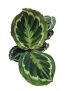 Calathea roseopicta 'Medallion'