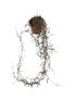 Ceropegia linearis