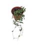 Ceropegia 'Orange River'