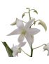 Dendrobium Ida