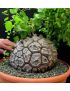 Dioscorea elephantipes
