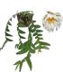 Epiphyllum chrysocardium