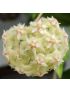 Hoya erythrina