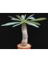 Euphorbia pachypodioides