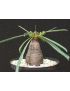Euphorbia silenifolia