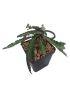 Euphorbia francoisii