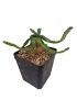 Euphorbia stellata
