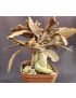 Euphorbia francoisii