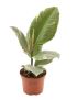 Ficus elastica 'Tineke'