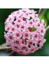 Hoya carn. ´Flamingo Dream´
