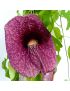 Aristolochia gigantea