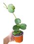 Hoya kerrii