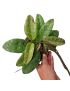 Hoya Aceh