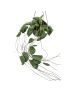 Hoya imbricata