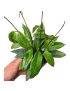 Hoya sp. UT-039