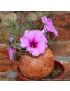 Ipomoea bolusii