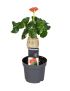 Jatropha podagrica
