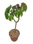 Jatropha gossypiifolia