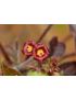 Jatropha gossypiifolia