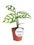 Monstera obliqua 'Peru'