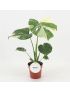 Monstera 'Thai Constellation'