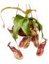 Nepenthes 'Gaya'