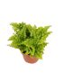 Nephrolepis exaltata ‘Green Fantasy’