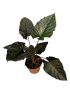 Alocasia Antoro Velvet
