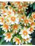 Pereskia aculeata (ora-pro-nóbis)