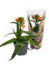 Ornithogalum dubium