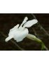 Pachypodium decaryi