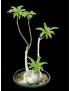Pachypodium decaryi